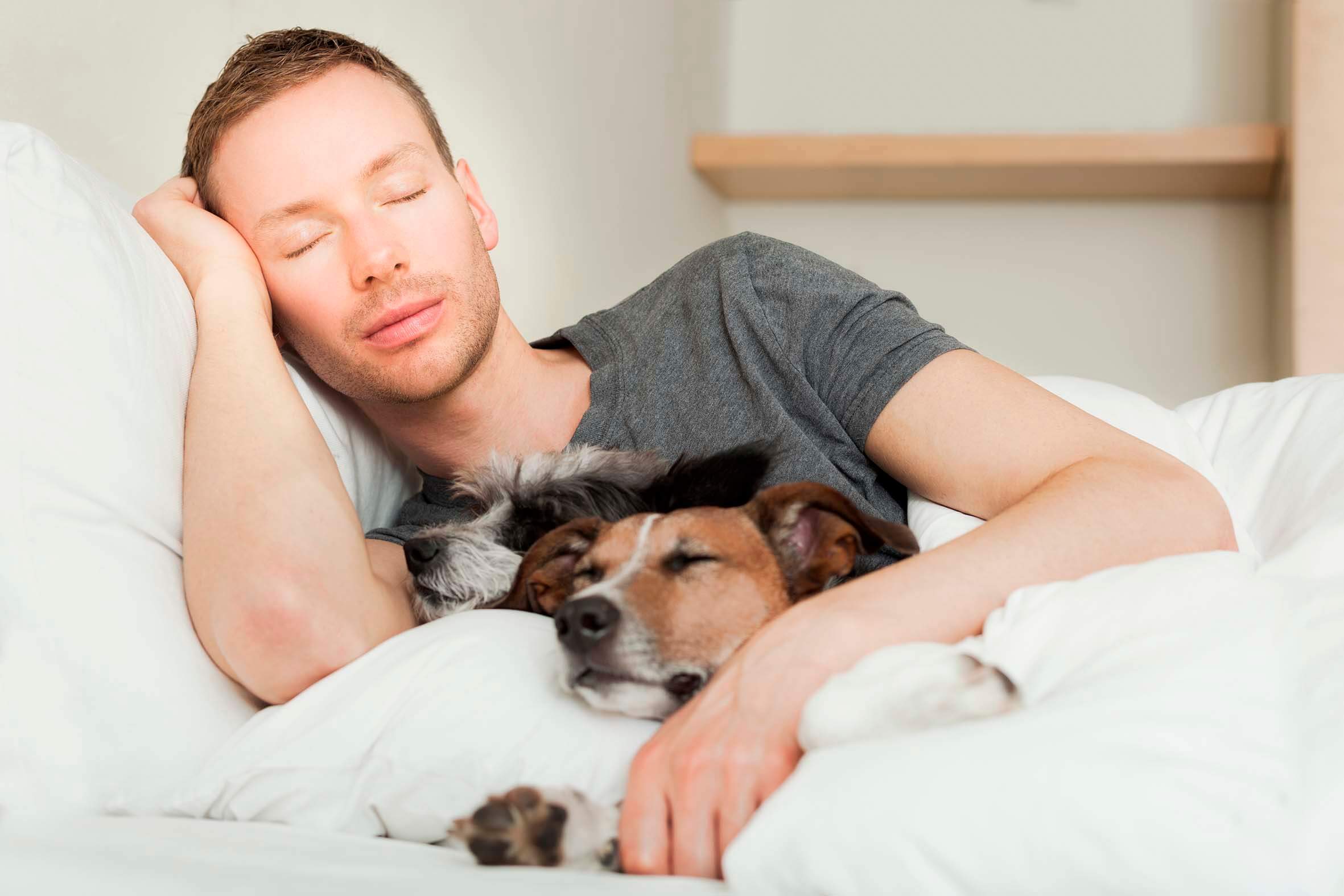 Colecho con perros: cada vez más gente duerme con sus animales