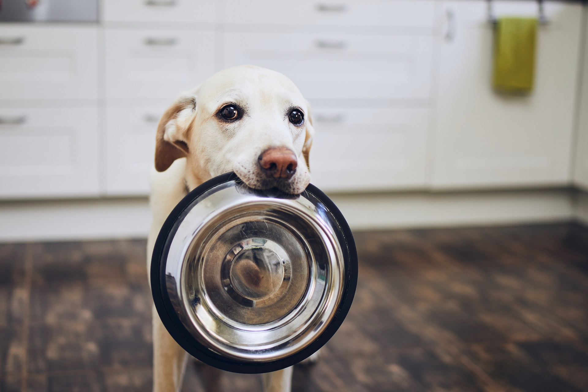 Cambiar el alimento de tu mascota: ¿se puede o no?