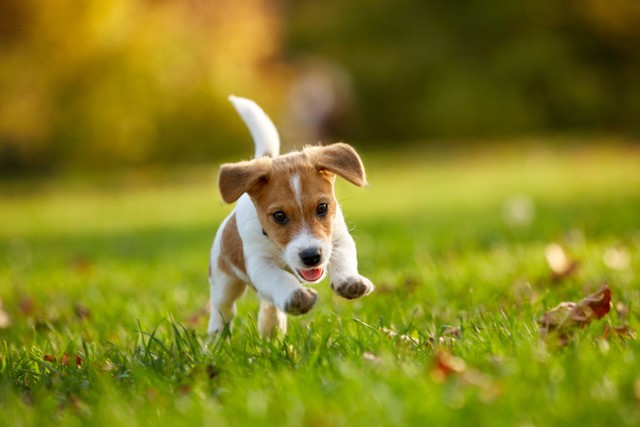 Todo lo que tenés que saber para el primer año de vida de tu perro