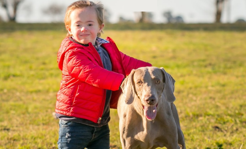 Perros que ayudan en hospitales, aulas o sesiones de terapia